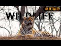 Amazing wildlife photography in 2024 ❤️🐯!! Ranthambhore National Park💚||The Ranthambhore Talks 🤍||