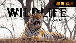 Amazing wildlife photography in 2024 ❤️🐯!! Ranthambhore National Park💚||The Ranthambhore Talks 🤍||