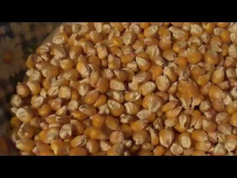 Как сделать кукурузную муку в домашних условиях
