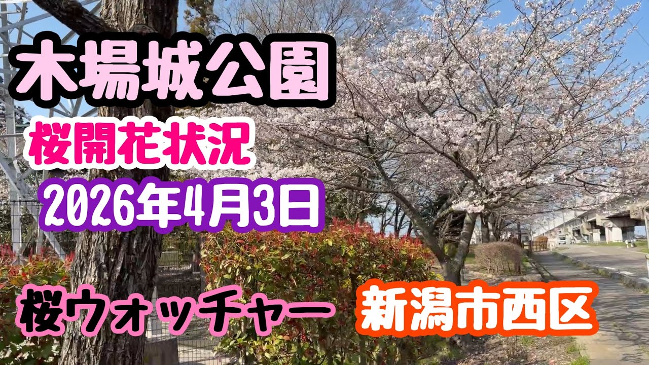 April 3, 2026: Cherry blossoms at Kiba Castle Park - Blooming