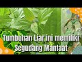 Manfaat Daun Balakacida Bagi Kesehatan