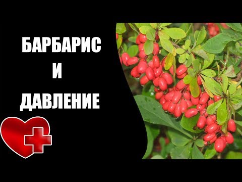 Барбарис и лечебные свойства от давления