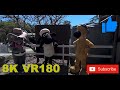 8K VR180 3D Shaun the Sheep and Bitzer Gold Coast Australia (Travel videos with ASMR or Music)