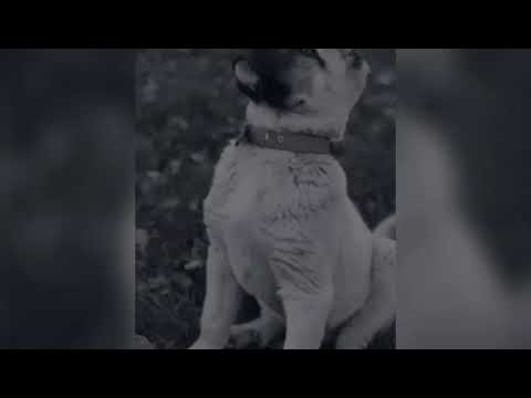 Qen kangal
