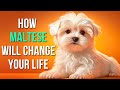 10 reasons why maltese dogs will bring happiness to your life