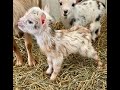 BABY GOAT SCREAMING I MORE BABY GOATS 2 I PUDDIN HAS HER BABIES MISS STREUSEL UPDATE