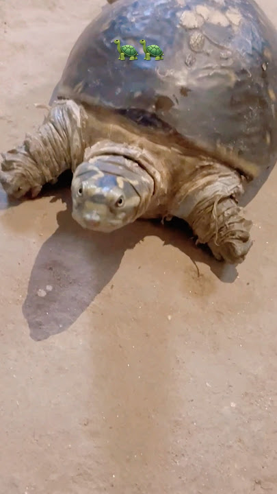 Daku(slowed-Reverb)🐢 #turtle #shorts #youtubeshorts #ytshorts #viral #trending
