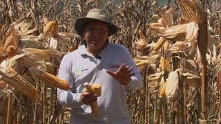 Producción de maíz para Tropical Cis Valle de San Juan - Campo - Mundo del Campo