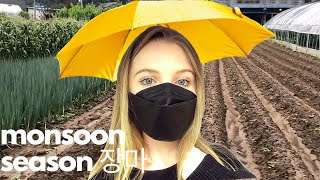 monsoon season in South Korea (Gangwondo) : a walk through my rural town | south korea diaries