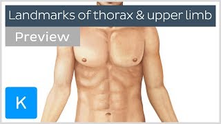 Surface anatomy landmarks of the thorax and upper limb (preview) - Human Anatomy | Kenhub