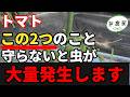 【トマト】まだ間に合う！無農薬で失敗しないために必ず守って欲しい2つのこと【家庭菜園】