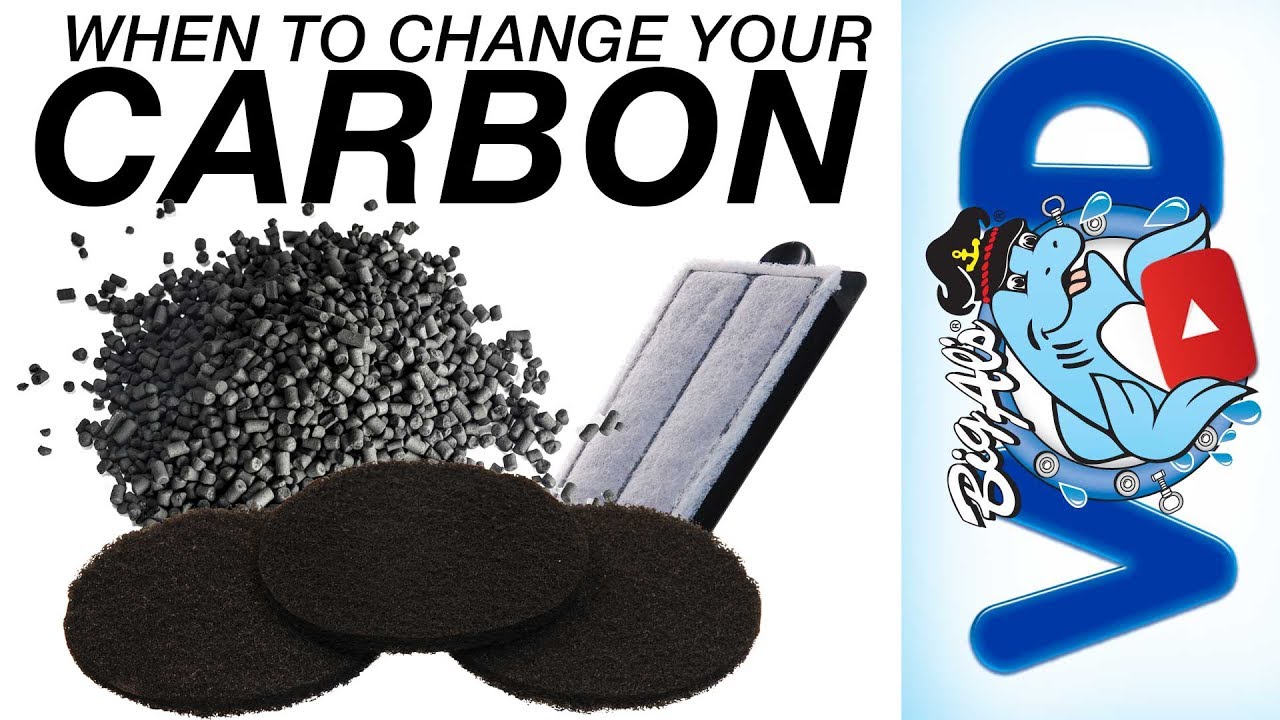 aquaristik Change Up Your Carbon • Preventative Tips | BigAlsPets.com