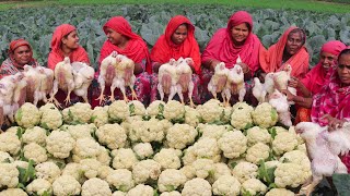 Cauliflower Chicken Recipe - New Style Cauliflower Mixed Chicken Cooking In Village For 300+ People