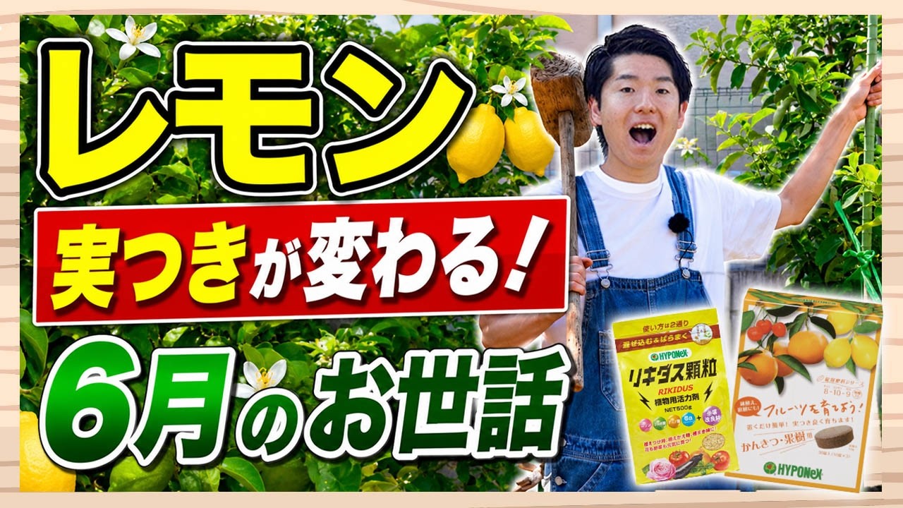 レモン栽培】実つきが変わる！6月のお世話を解説【ハイポネックス