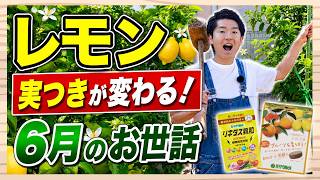 【レモン栽培】実つきが変わる！6月のお世話を解説【ハイポネックス】【リキダス】