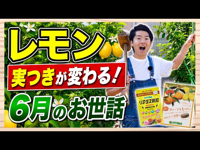 レモン栽培】実つきが変わる！6月のお世話を解説【ハイポネックス