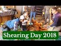 Shearing Day 2018