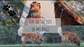 DAY IN THE LIFE OF A GOLDEN RETRIEVER