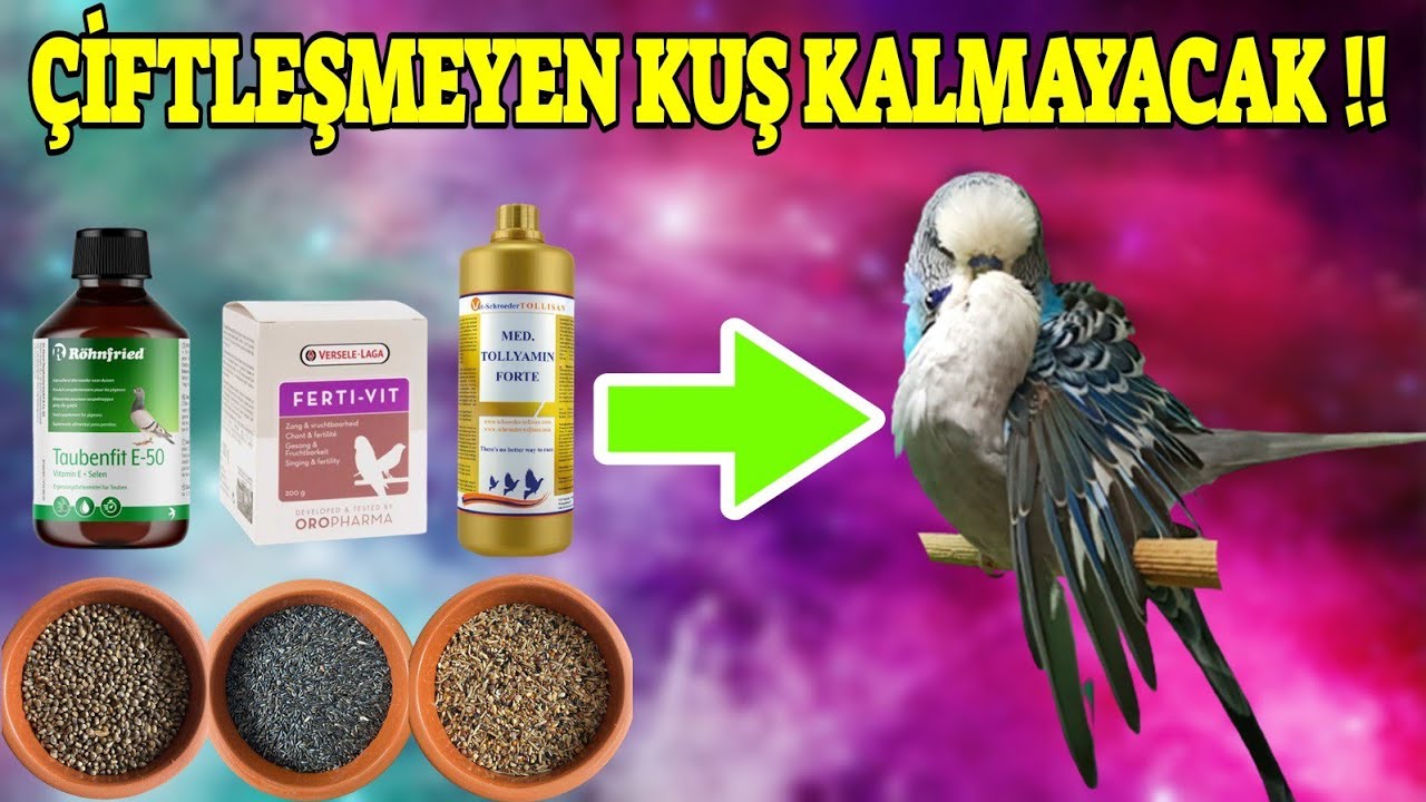 ÇİFTLEŞMEYEN KUŞ KALMAYACAK !! (Kızıştırıcı Set)