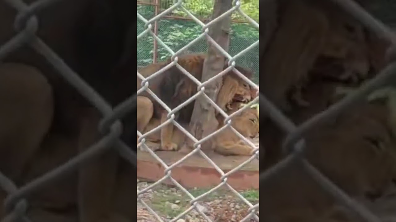 lion mating video tiger. lion breeding YouTube