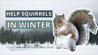 How To Help Squirrels This Winter