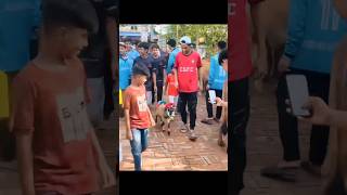সুঠাম দেহের গরু #caw