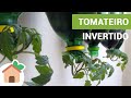 Tomateiro Invertido | Tomato Plants Inverted