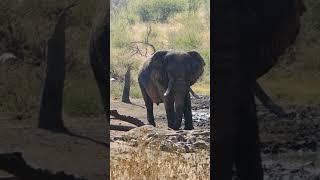 Massive Elephant at the waterhole or Tuningi #reel #wildlife #shorts #elephants