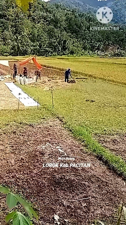 Desa bikin kangen perantau #gendingjawaklasik #suasanapedesaan