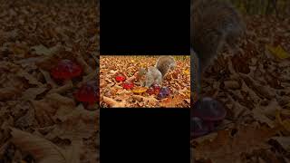 Squirrel Finds Jelly Mushrooms Under Leaves Forest Asmr