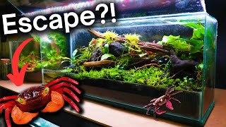 Have The Crabs Escaped!? Updates & Maintenance by Terrarium Designs 40,934 views 8 months ago 5 minutes, 33 seconds