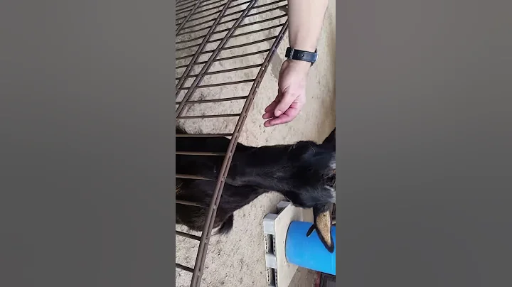 Bad Goat