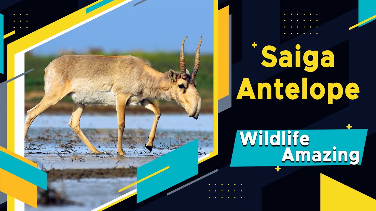 Saiga Antelope | Documentary of Saiga Antelopes | Amazing Wildlife | Exploring Saiga Antelope
