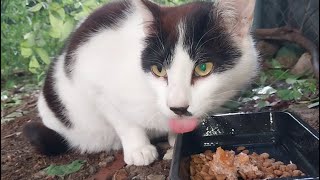 Feline Activities May 12,2024part 8306 DAJONGEE SP