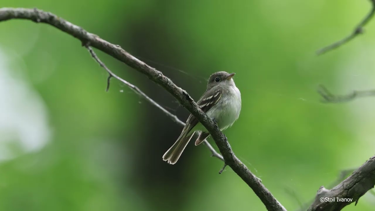 Acadian Flycatcher