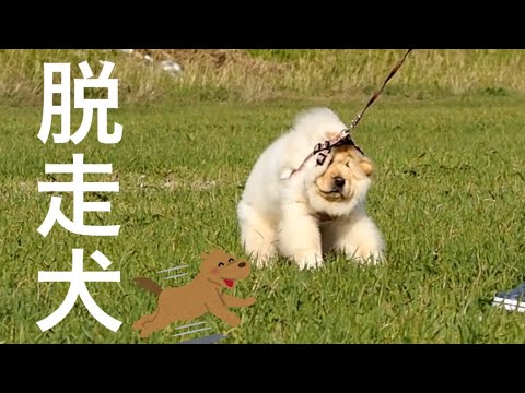 散歩中に脱走した子犬が可愛すぎた