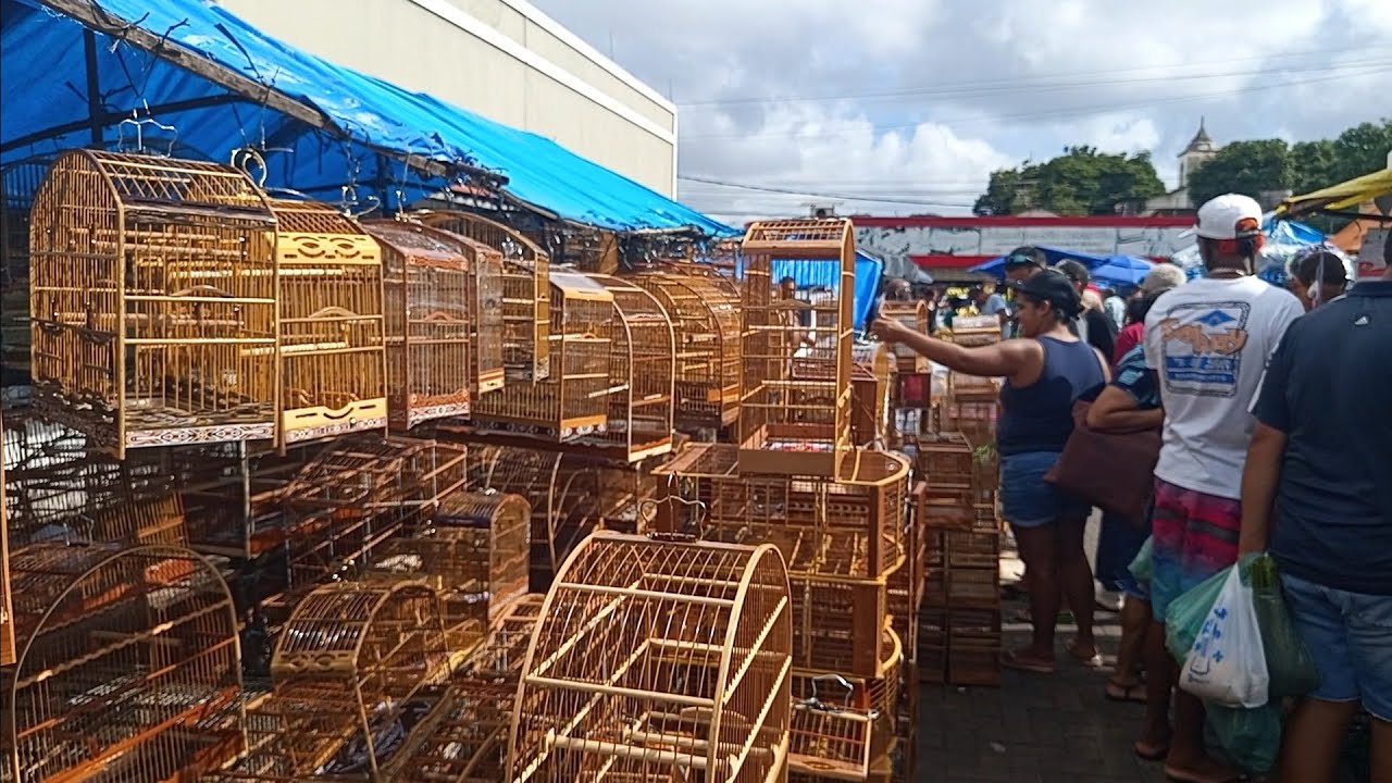 ( PARTE 2 ) FEIRA DO CORDEIRO, LINDOS PÁSSAROS, OFERTAS DE GAIOLAS NO ATACADO E VAREJO!