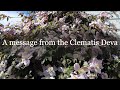 Clematis Deva with Judy McAllister Messages from Nature