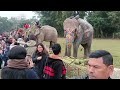 Elephant Festive Moments at Hatti Mahotsav 🐘🌿 | Wildlife &amp; Culture Celebration