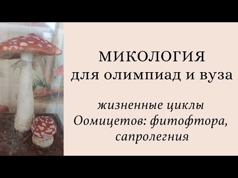 видео: Микология для олимпиад и экзаменов | жизненные циклы Оомицетов: Phytophthora, Saprolegnia