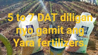 Pagdidilig ng pataba gamit Ang Yara Mila at Yara liva sa pagtatanim ng kamatis