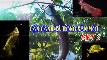 #3 Cận cảnh cá Rồng săn mồi - part 3