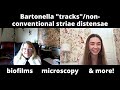 Bartonella tracks/non-conventional striae with Dr. Marna Ericson | biofilms, microscopy