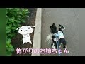 お散歩中、突然吠えられると、、💦『チワワ姉妹』When a dog suddenly barked !!! 『chihuahua』#shorts
