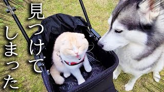 庭で遊んでたら素敵なものを見つけてしまった子猫と犬がこちら...