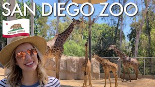 #1 ZOO IN THE WORLD?! | Our Experience at the San Diego Zoo by Out of Town Browns 349 views 4 years ago 10 minutes, 8 seconds