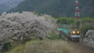 4K画質【桜咲く伊那川橋梁を渡るEF64-1000 タキ貨物 5875列車】中央本線(須原〜大桑)2021.4.3