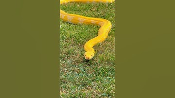 Love this girl! 🐍💕 #snake #reptiles #reticulatedpython #foryou #nature #beautiful