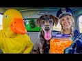 Police steals puppy from rubber ducky in car ride chase