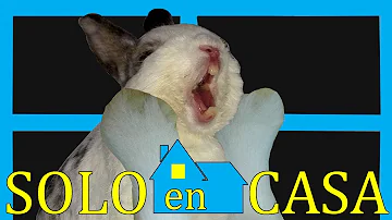 ¿Puedo dejar solo a un conejo durante 3 días?